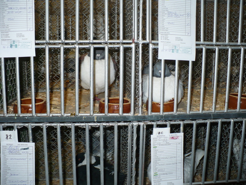 23.11.2012 (88)